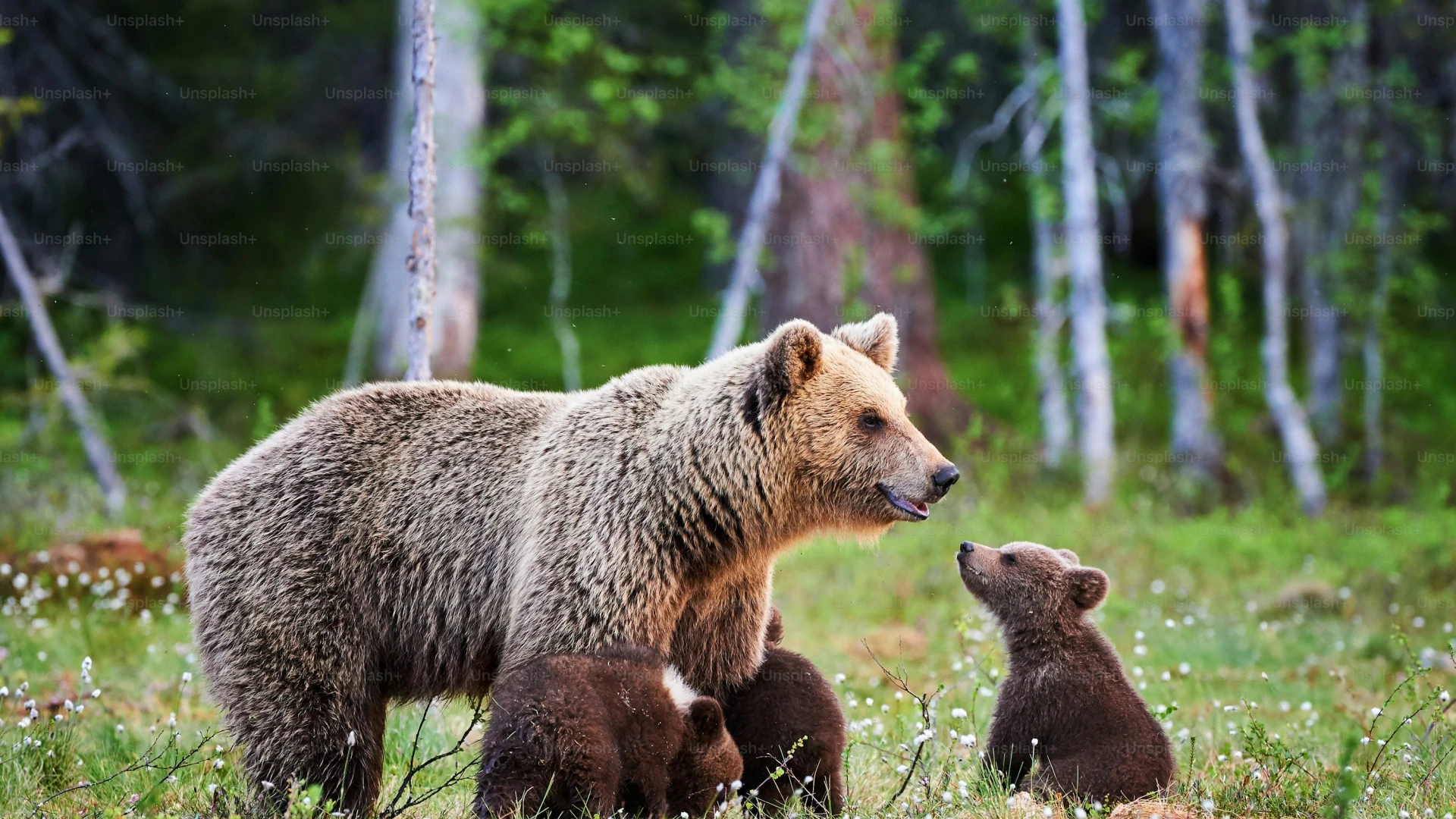 Rionero Sannitico: avvistata orsa con tre cuccioli nella frazione Montalto. Nei giorni scorsi anche alcuni lupi nei pressi di abitazioni. Il sindaco Rossi avverte la popolazione. “Siate prudenti”.